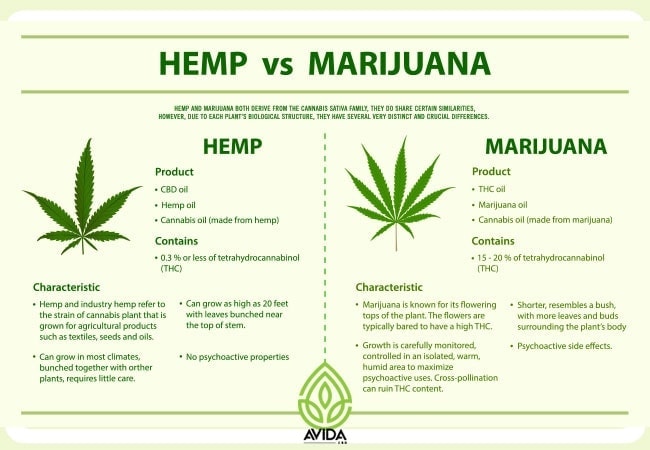 Hemp vs Marijuana