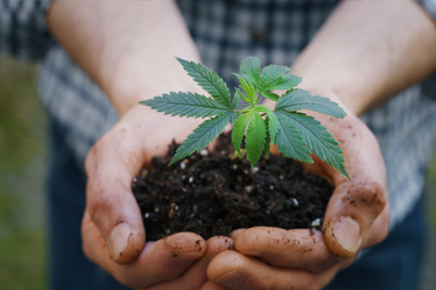 Hands gently holding a young hemp plant in soil, symbolizing organic growth and cultivation for our CBD Vape.