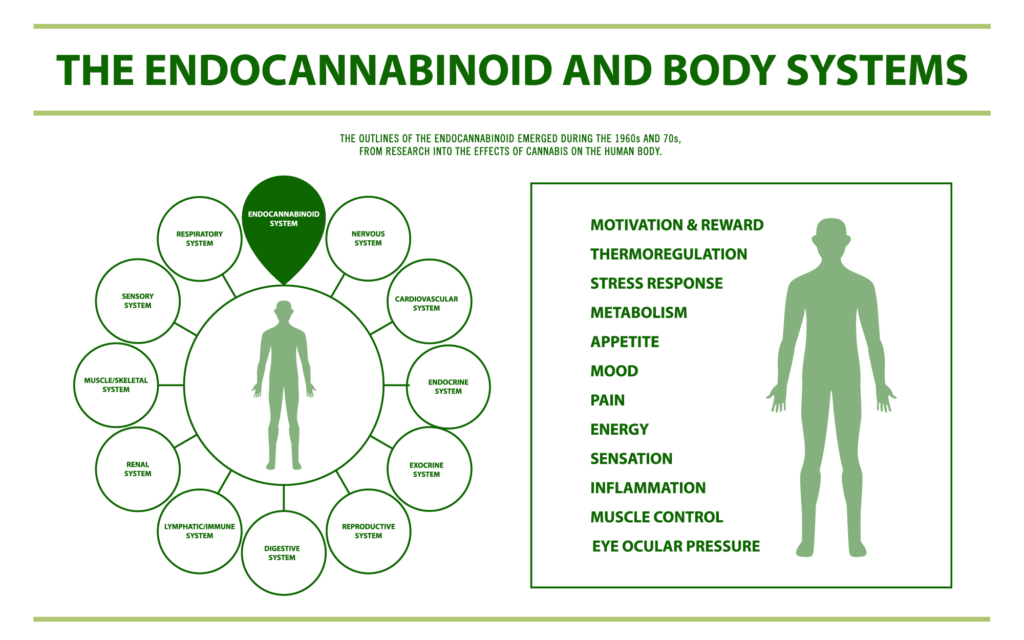 Endocannabinoid Body Systems