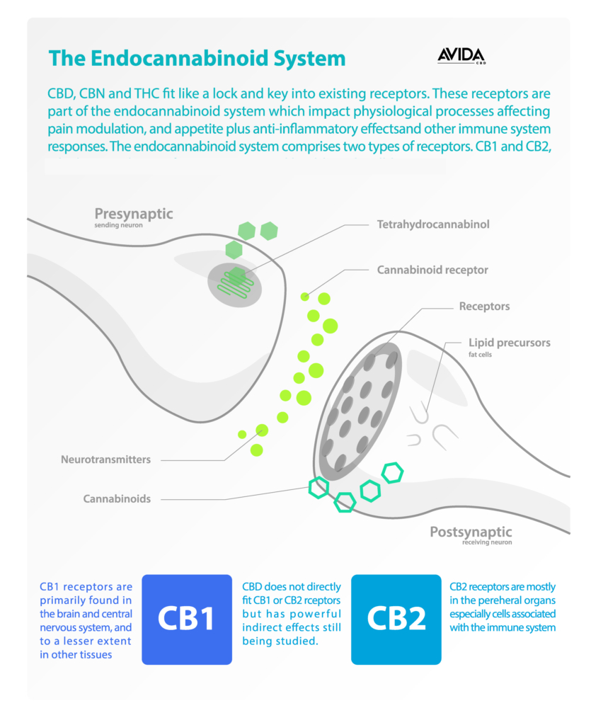 CBD Endocannabinoid system CB1 and CBD2 Locations