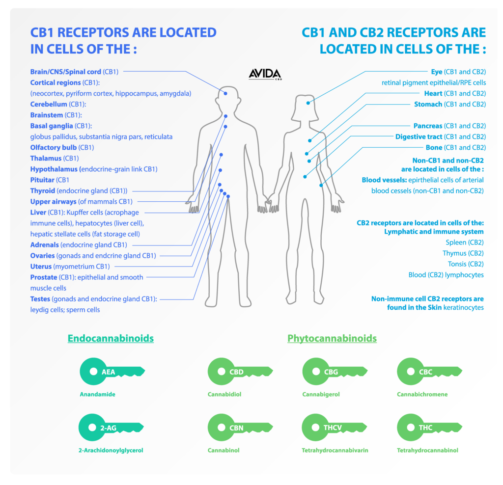 Endocannabinoid Receptor Areas