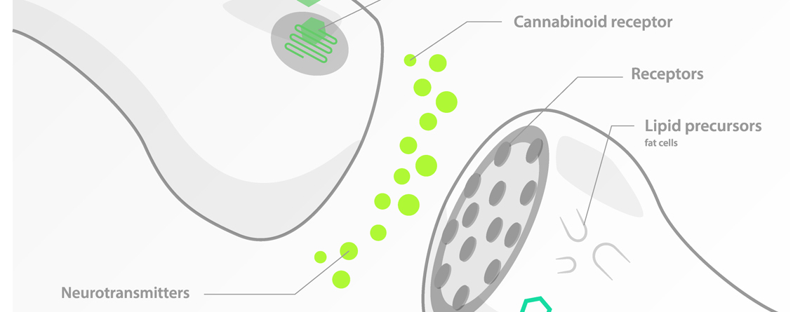 Endocannabinoid System