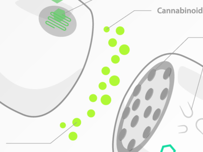 Endocannabinoid System