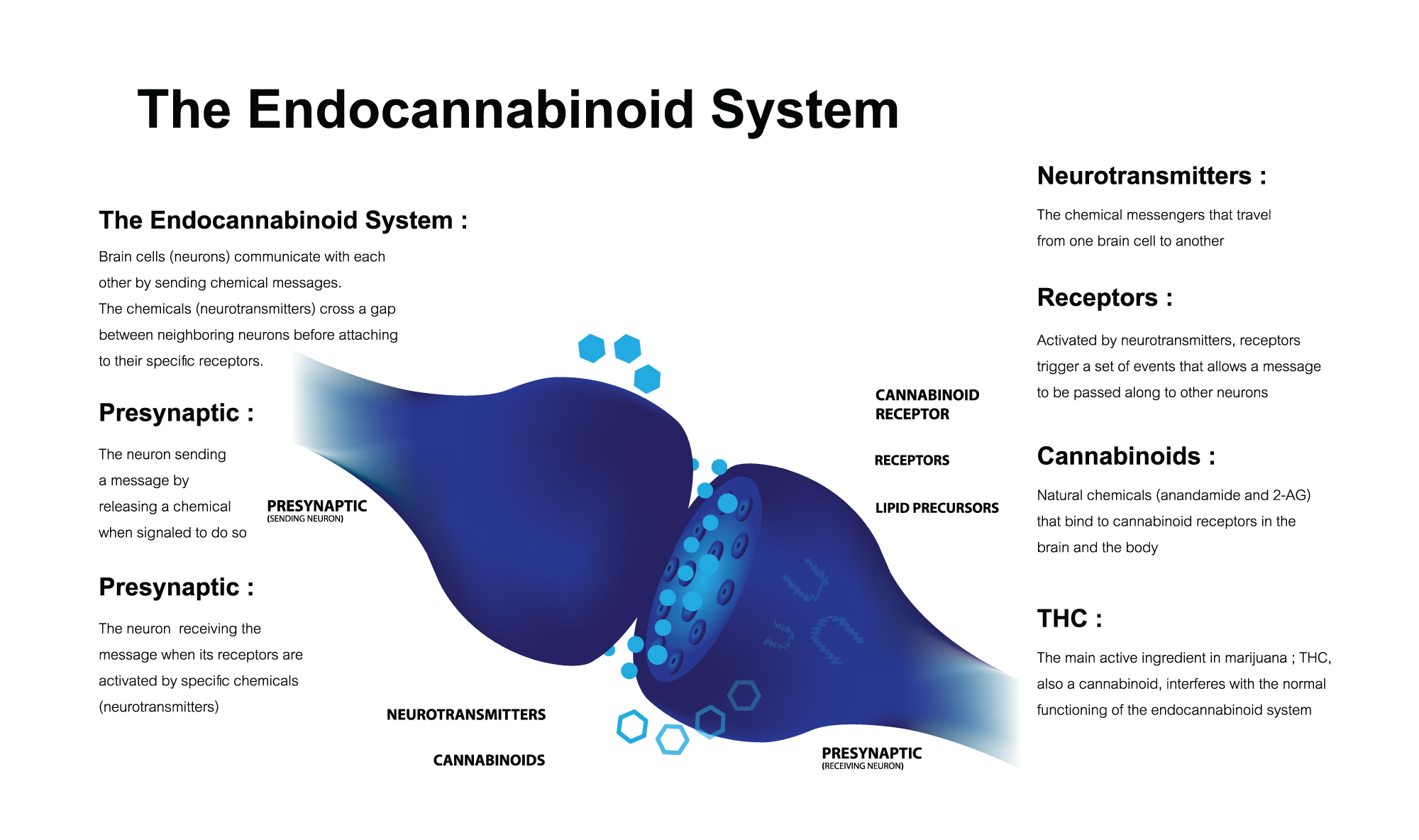the endocannabinoid system broken down. 