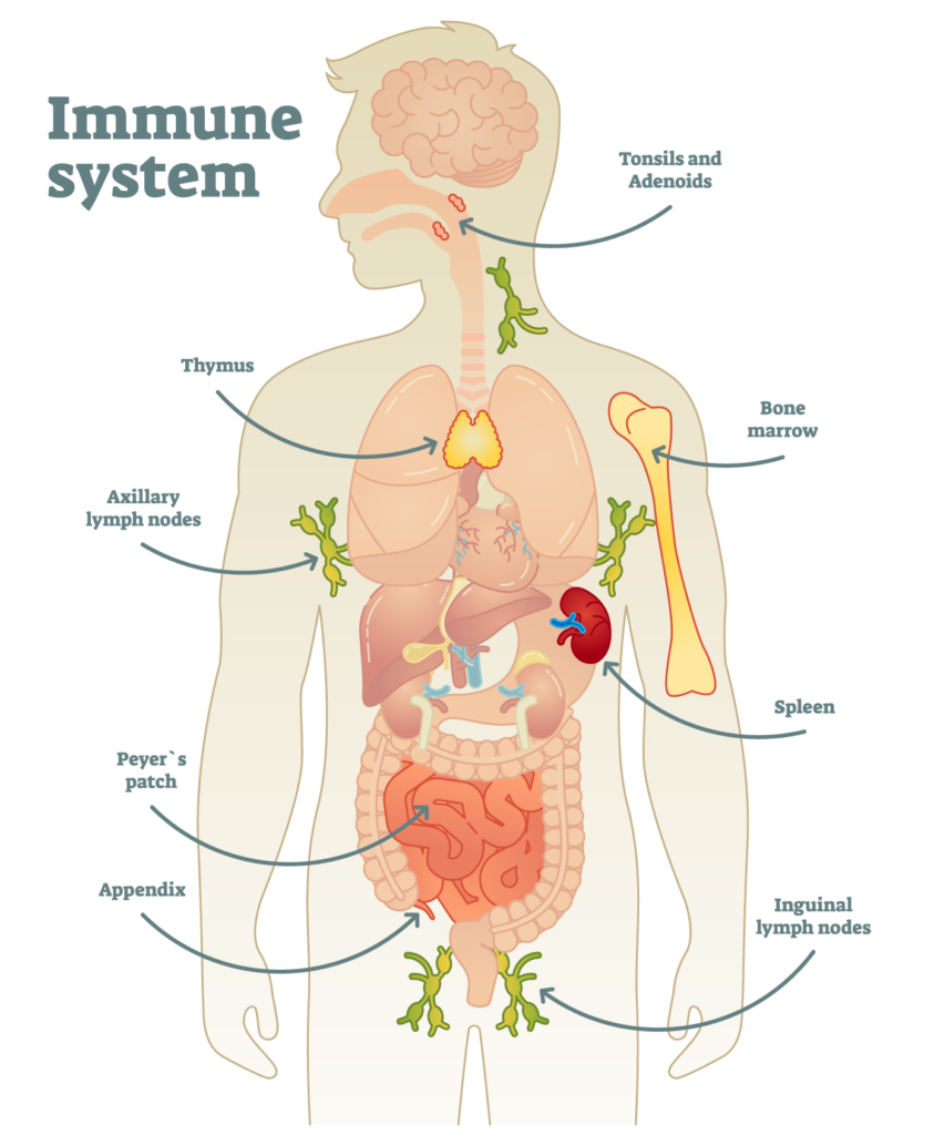 Immune System