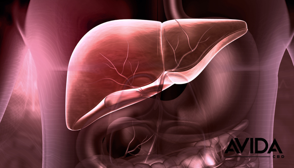 Liver metabolism of CBD